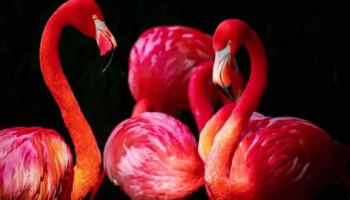Are Flamingos Intelligent? – Celebrity
