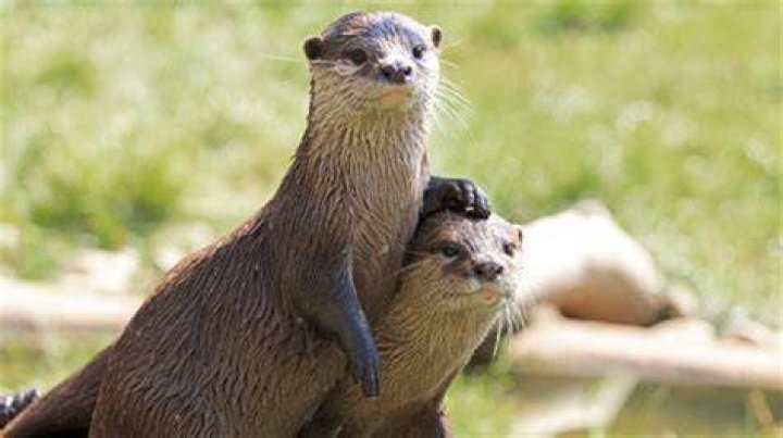 Are otters friendly? – Celebrity