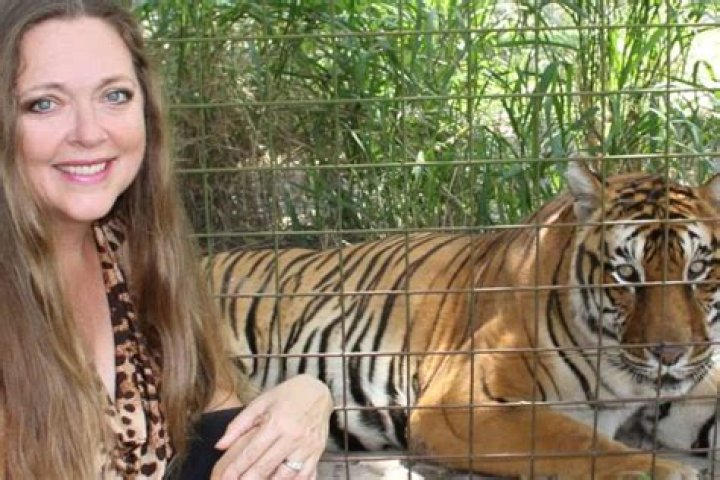 Carole Baskin’s Big Cat Rescue Sanctuary Site Of Vicious Tiger Attack On Volunteer Worker