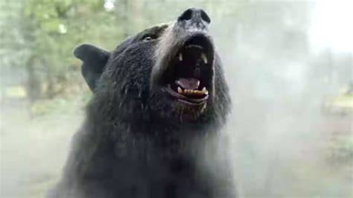‘Cocaine Bear’ memes come to life after ‘Attack of the Meth Gator’ sets a summer release date