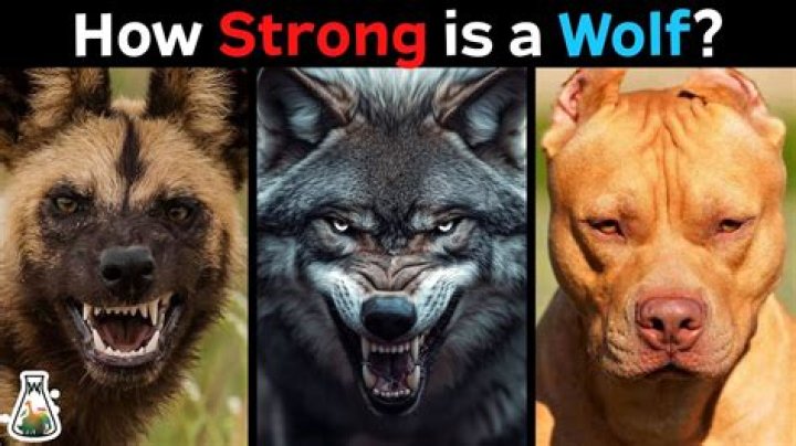 How strong is a wolf? – Celebrity