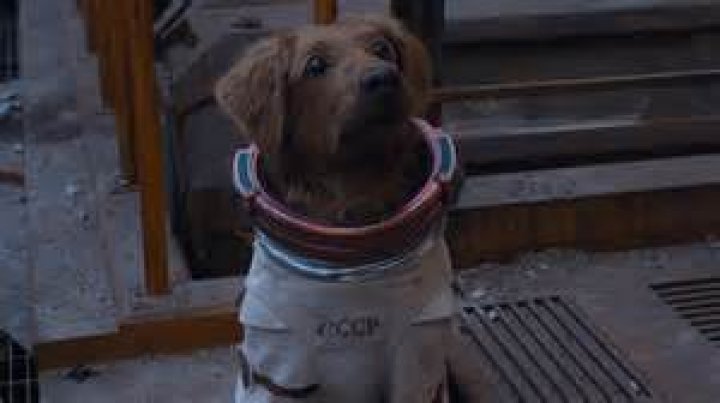 ‘I’d rather honor the real dog who died in outer space’: James Gunn gets into it with Marvel fans about Cosmo