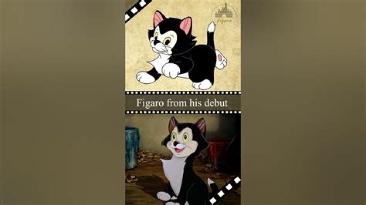 Is Figaro a boy or a girl? – Celebrity