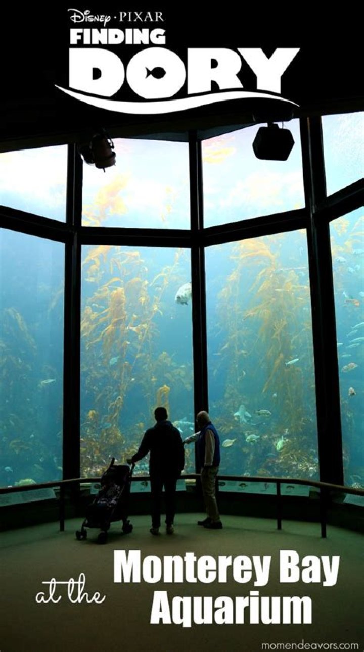 Is Finding Dory based on Monterey Bay Aquarium? – Celebrity