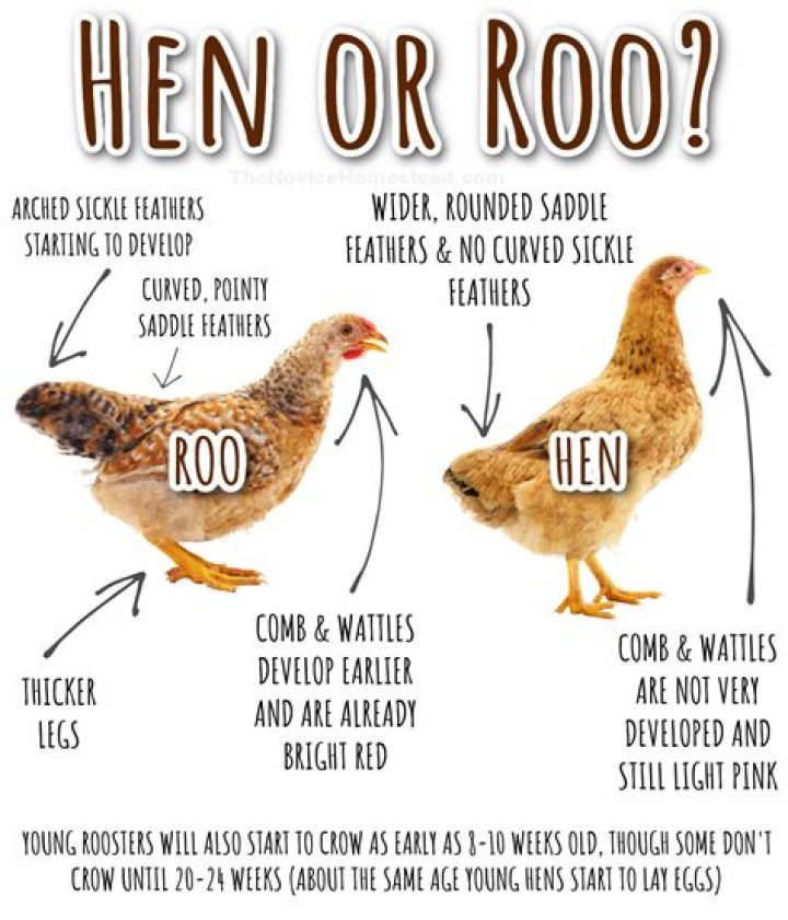 Is Hey hey a chicken or a rooster? – Celebrity
