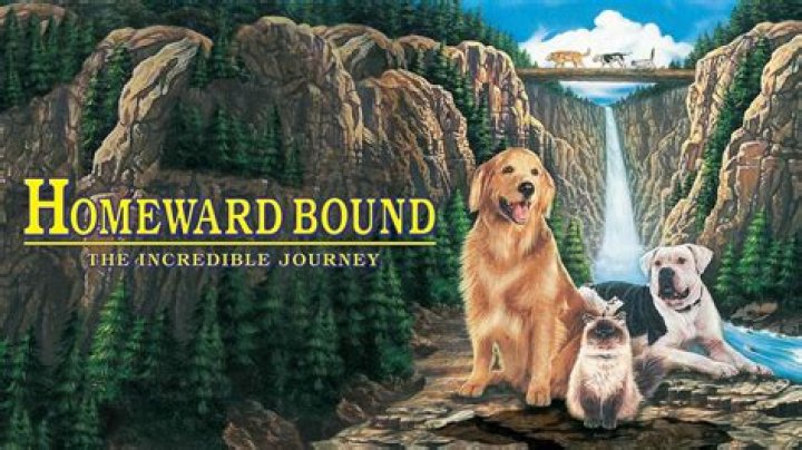 Is Homeward Bound based on a true story? – Celebrity