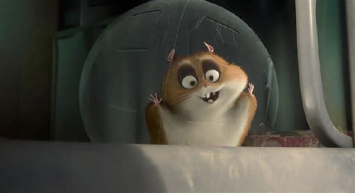 Is Rhino a hamster? – Celebrity