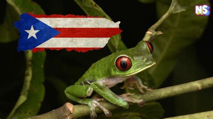Is there a Puerto Rican Disney movie? – Celebrity