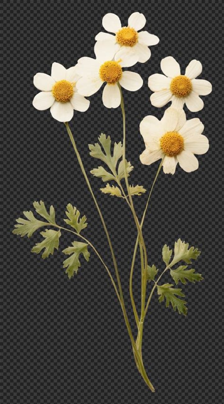 Is Tuliza flower real? – Celebrity