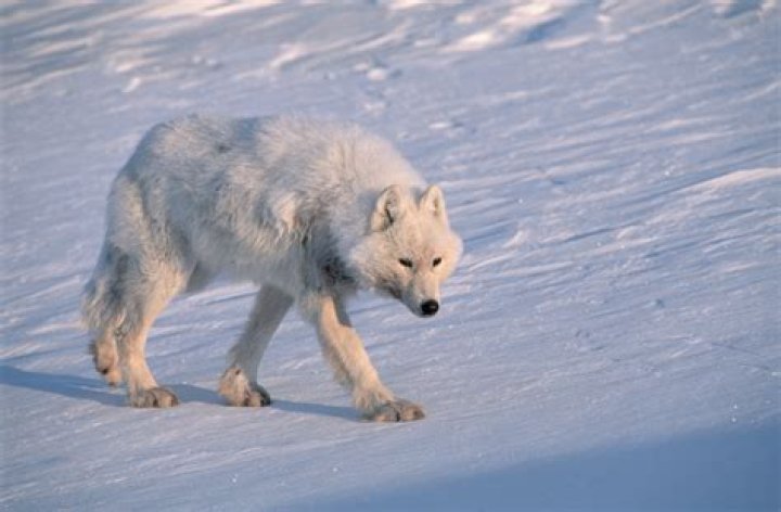 Jordyn Woods Has The Best Time With A Bunch Of Wolves – See The Pics And Clips