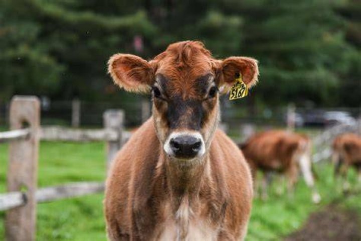 Michael Heath Dies in Maryland Farm Accident., Jersey cow Legend