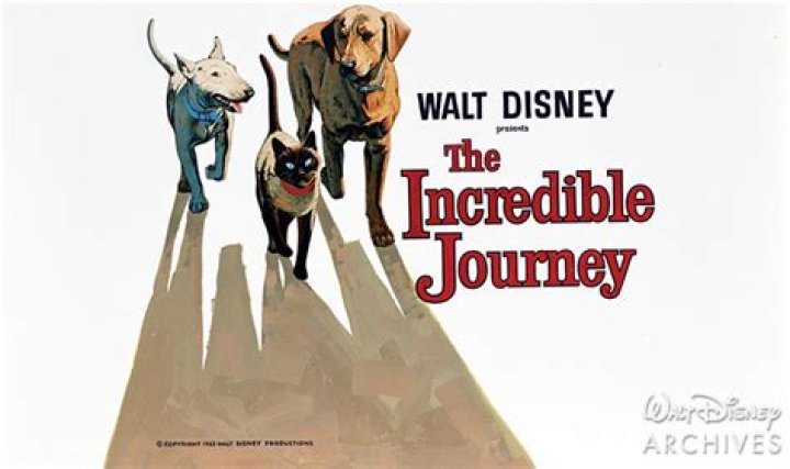 Was the incredible journey a true story? – Celebrity