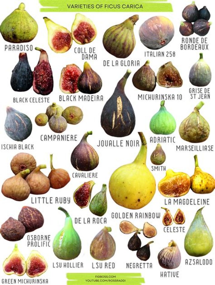 What Colors Do Figs Come In? – Celebrity