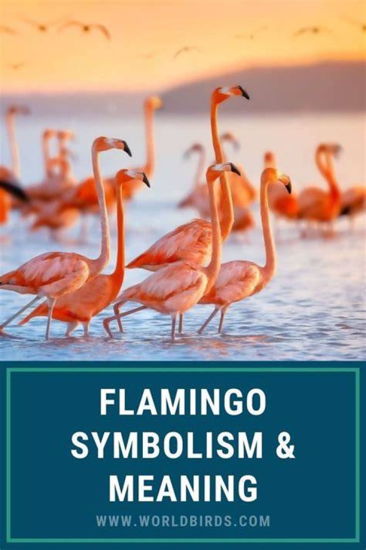 What Does A Flamingo Represent Spiritually? – Celebrity
