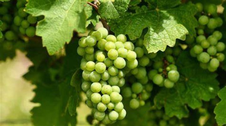 What does ‘Twelve Grapes Under the Table’ mean on TikTok?