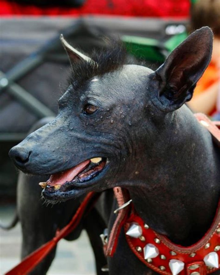What dog is Dante from Coco? – Celebrity