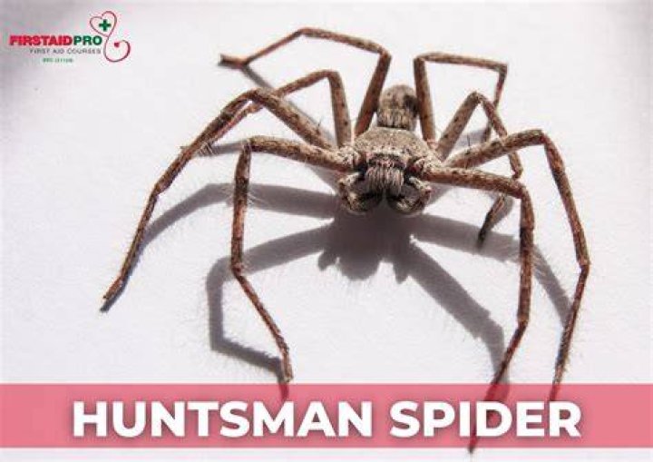 What happened to the Huntsman’s wife? – Celebrity