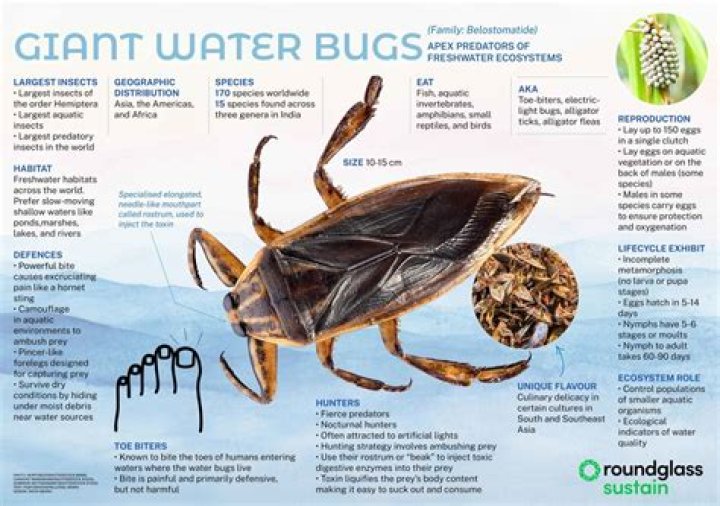 What happens if a giant water bug bites you? – Celebrity
