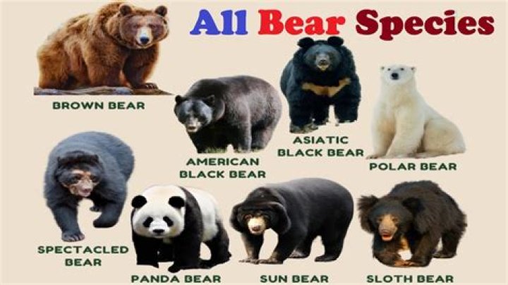 What is a group of bears called? – Celebrity