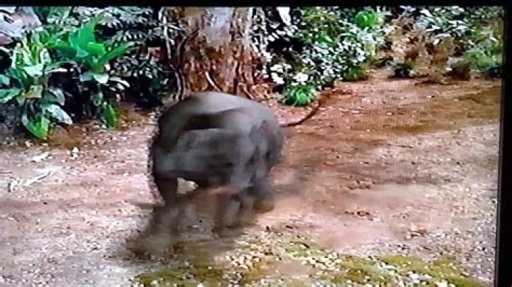 What is George of the Jungle elephant? – Celebrity