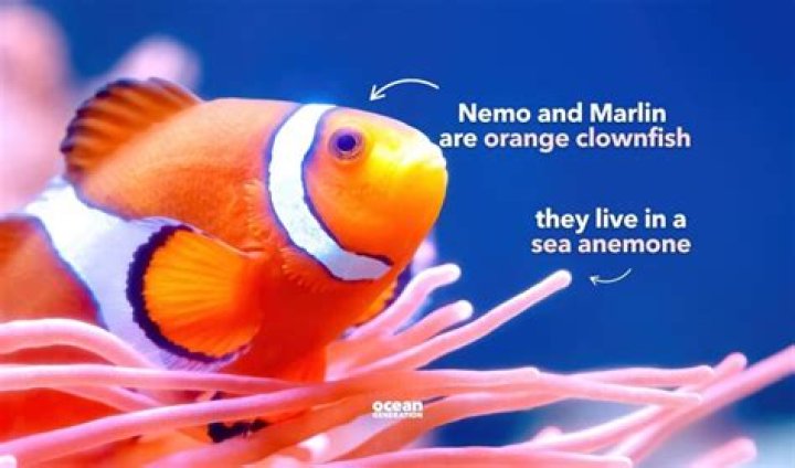 What is Nemo’s dad’s name? – Celebrity