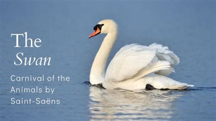 What is the meaning of The Swan from Carnival of the Animals? – Celebrity