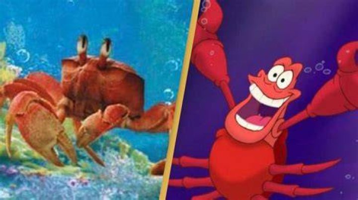 What kind of crab is Sebastian in ‘The Little Mermaid?’