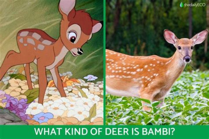 What kind of deer is Bambi’s dad? – Celebrity