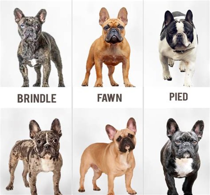 What Movies Have French Bulldogs? – Celebrity