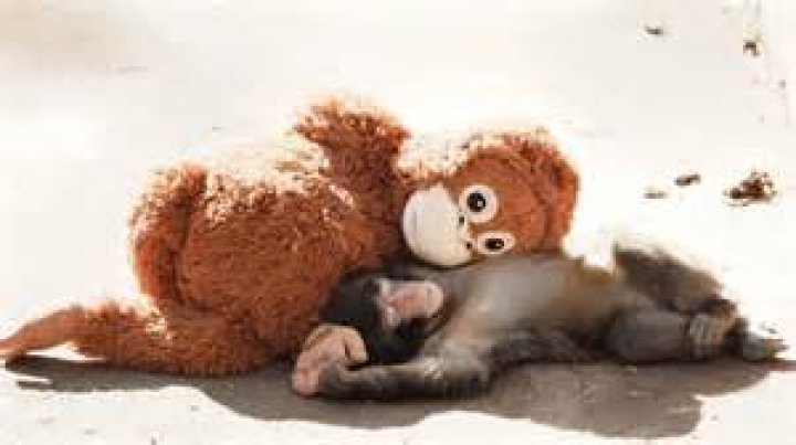 What’s the little monkey’s name in Tarzan? – Celebrity