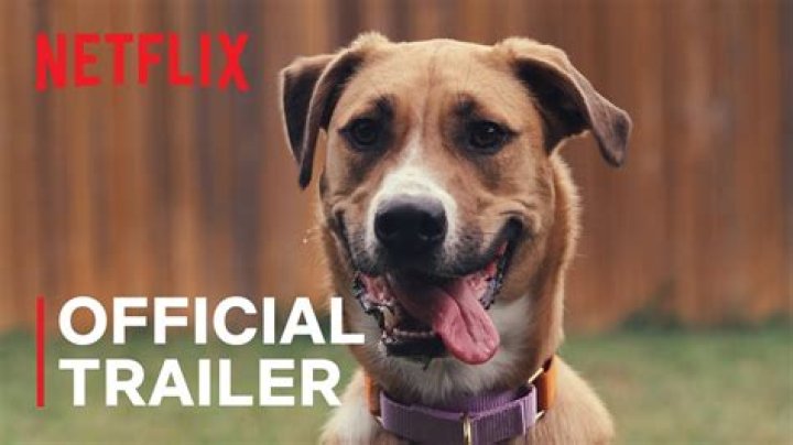 What’s the movie where the dog dies? – Celebrity