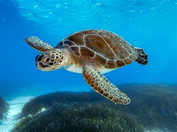 What type of sea turtle is Crush and Squirt hint they are herbivores? – Celebrity