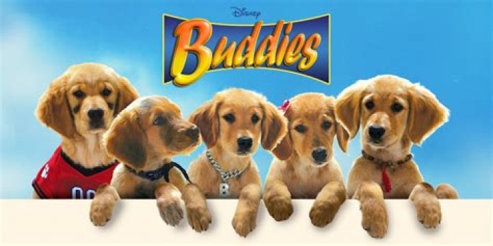 Where are the Buddies movies filmed? – Celebrity